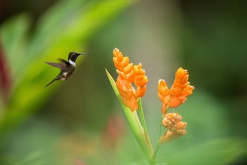 Obraz na płótnie Canvas Purple-throated woodstar hovering next to orange flower,tropical forest, Peru, bird sucking nectar from blossom in garden,beautiful hummingbird with outstretched wings,nature wildlife scene