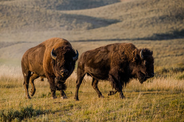 bison rut in yellowstone national park