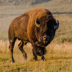 bison in yellowstone national park