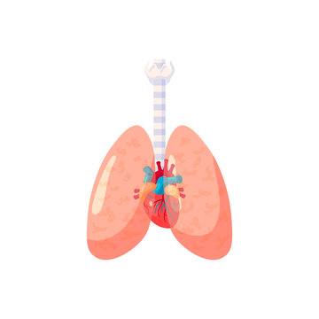 Human lungs vector icon in flat style