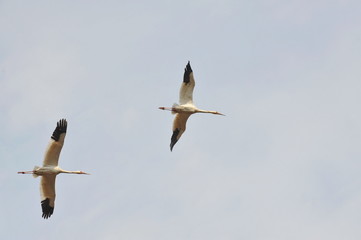 Sterkh breeds exclusively on the territory of Russia. The Siberian Cranes are endangered and listed...