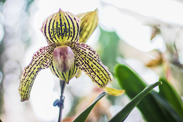 Colorful flowers paphiopedilum orchid natural ornamental pattern blooming in garden