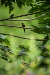 Hummingbirds sitting on branches of tree, hummingbird from tropical rainforest,Peru,bird perching,tiny beautiful bird resting in garden,clear background,nature scene,wildlife,bird silhouette,exotic