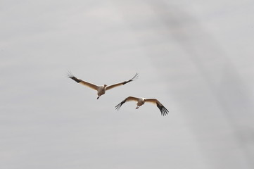 Sterkh breeds exclusively on the territory of Russia. The Siberian Cranes are endangered and listed in the international lists of the Red Book. Yakutia. Russia.