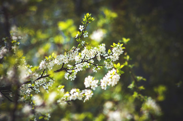 white flowers of a tree