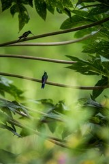 Hummingbirds sitting on branches of tree, hummingbird from tropical rainforest,Peru,bird perching,tiny beautiful bird resting in garden,clear background,nature scene,wildlife,bird silhouette,exotic