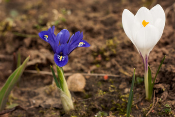 Blue with yellow streaks of iris and white crocus. Ornament of the garden and messengers of spring.