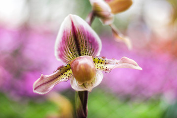 Colorful flowers paphiopedilum orchid natural ornamental pattern blooming with water drops in garden