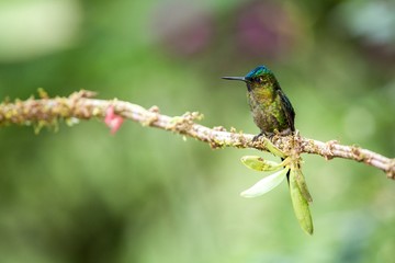 Naklejka premium Sylfik fiołkowłosy siedzący na gałęzi, koliber z lasu tropikalnego, Brazylia, grzęda ptaka, malutki piękny ptak odpoczywający na kwiatku w ogrodzie, jasne tło, scena natury z dzikiej przyrody