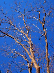 ナンキンハゼの枯れ木と青空