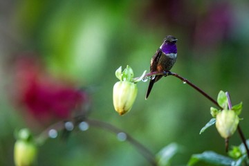 Hummingbird sitting on flower, bird from tropical rainforest,Peru,bird perching,tiny beautiful bird resting on flower in garden,colorful background with flowers,nature scene,wildlife,exotic trip