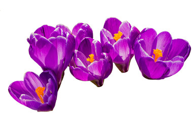Krokusblüten