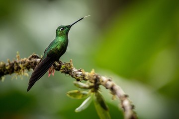Fototapeta premium Empress brilliant sitting on branch, hummingbird from tropical forest,Brazil,bird perching,tiny beautiful bird resting on flower in garden,clear background,nature scene,wildlife, exotic adventure