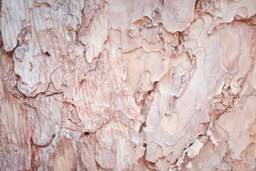 Bark pine natural patterns texture for background