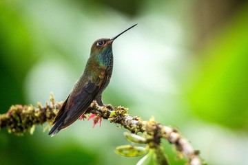 White-tailed hillstar sitting on branch, hummingbird from tropical rainforest,Brazil,bird perching,tiny beautiful bird resting on flower in garden,clear background,bird with blue throat,wallpaper