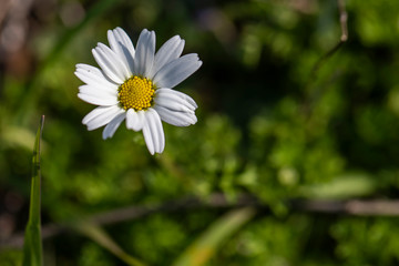 Fototapeta premium Daisy