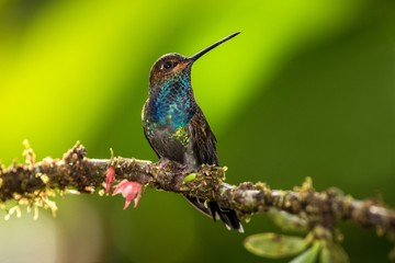 White-tailed hillstar sitting on branch, hummingbird from tropical rainforest,Brazil,bird perching,tiny beautiful bird resting on flower in garden,clear background,bird with blue throat,wallpaper