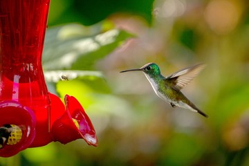 Hummingbird with outstretched wings,tropical forest,Peru,bird hovering next to red feeder with sugar water, garden,clear background,nature scene,wildlife,exotic adventure,colorful beautiful animal