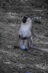 Meerkatze
