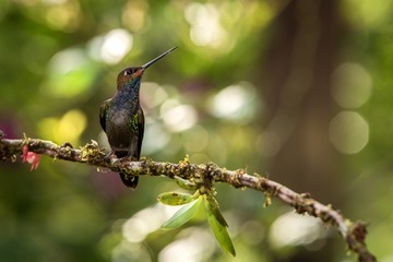 White-tailed hillstar sitting on branch, hummingbird from tropical rainforest,Brazil,bird perching,tiny beautiful bird resting,animal silhouette,low light,bright circle in background,exotic adventure
