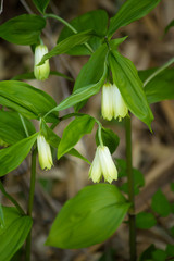 ホウチャクソウ