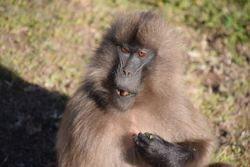 Rotbrustpavian in den Simien Mountains &Auml;thiopien