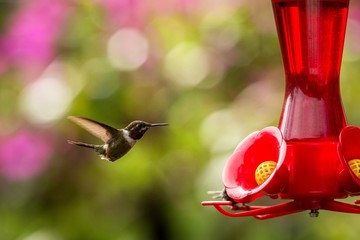 Obraz premium Hummingbird with outstretched wings,tropical forest,Peru,bird hovering next to red feeder with sugar water, garden,clear background,nature scene,wildlife,exotic adventure,colorful beautiful animal