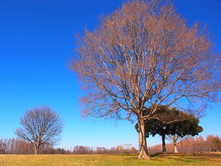 早春の草原と立ち木のある公園風景