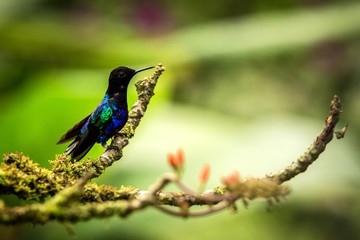 Velvet-purple coronet sitting on branch, hummingbird from tropical forest,Peru,bird perching,tiny beautiful bird resting on flower in garden,clear background,nature,wildlife, exotic adventure trip