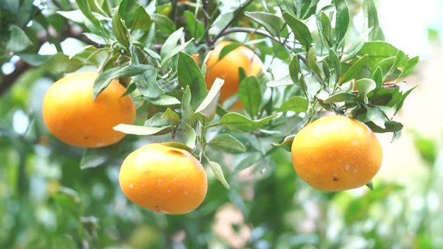 愛媛県佐田岬のみかん