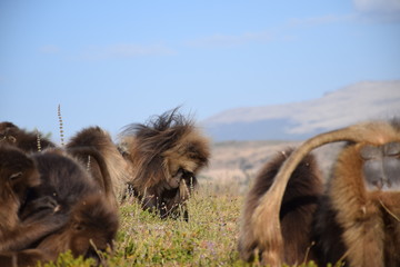 Rotbrustpavian in den Simien Mountains &Auml;thiopien