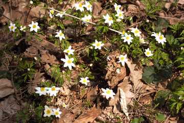 Forest anemone or Latin name 
