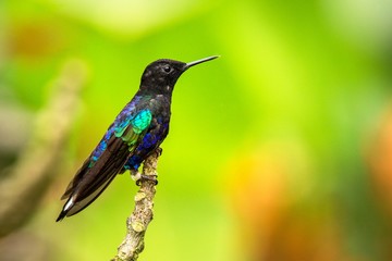 Velvet-purple coronet sitting on branch, hummingbird from tropical forest,Ecuador,black and blue bird resting on flower in garden,clear background,nature,wildlife, exotic adventure,clear background