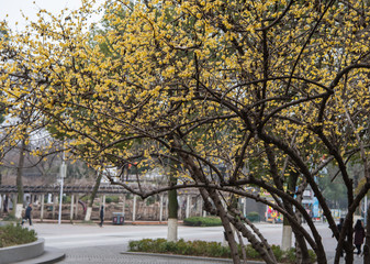 Chimonanthus praecox in white background