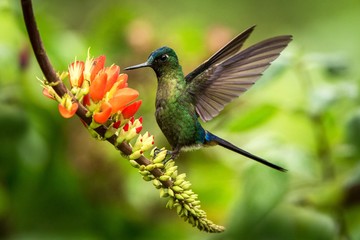 Fototapeta na wymiar Violet-tailed sylph hovering next to orange flower,tropical forest, Peru, bird sucking nectar from blossom in garden,beautiful hummingbird with outstretched wings,nature wildlife scene,exotic trip