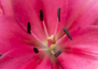 Close up of Lily flower blooming on soft light morning