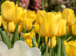 Fototapeta premium Colorful Tulips flower blooming with soft light morning in the garden 