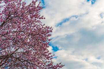 Fototapety  kwitnące drzewo migdałowe na wiosnę