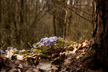 The first forest flowers in the spring. Blue snowdrops or Latin name - "Hepatica nobilis". Background - last year's leaves.