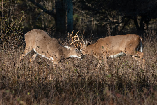 Large antlered whitetail buck
