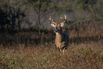Large antlered whitetail buck