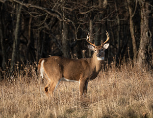 Large antlered whitetail buck