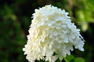 Delicate aerial inflorescence of white hydrangea in summer in the garden close-up.