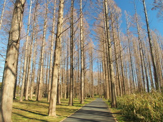 早春の水元公園のメタセコイア林風景