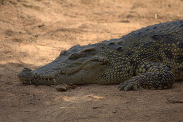 crocodile with mouth closed taking in the sun