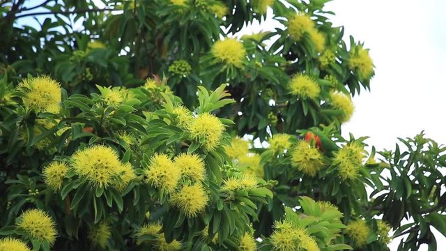 Rainbow lorikeet and blossom flowers of the golden penda tree (Xanthostemon chrysanthus) 