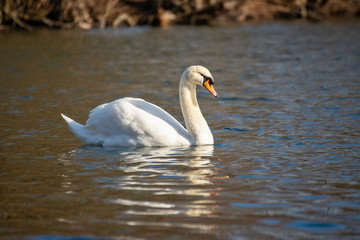 Obraz premium Swan on the lake