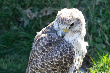 Portrait of juvenile Gyrfalcon also known as falco rusticolus, Falco arcticus. The largest falcon, found in arctic regions.