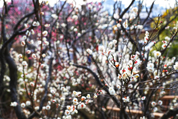 【日本の春】八重梅の花（白梅）
