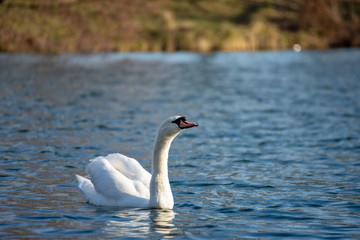 Swan on the lake